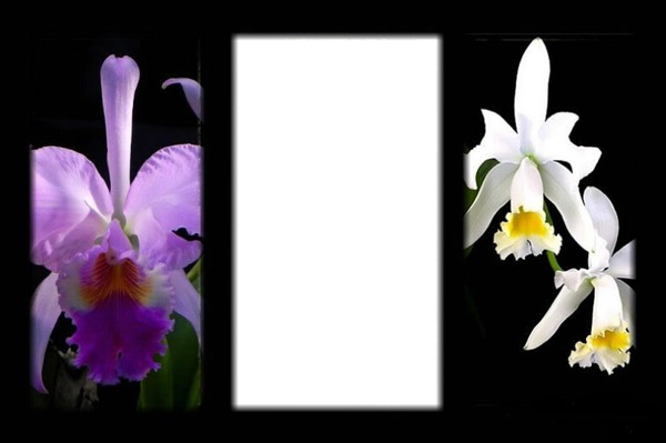 cadre orchidées Montaje fotografico