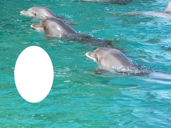 les dauphins Fotomontáž