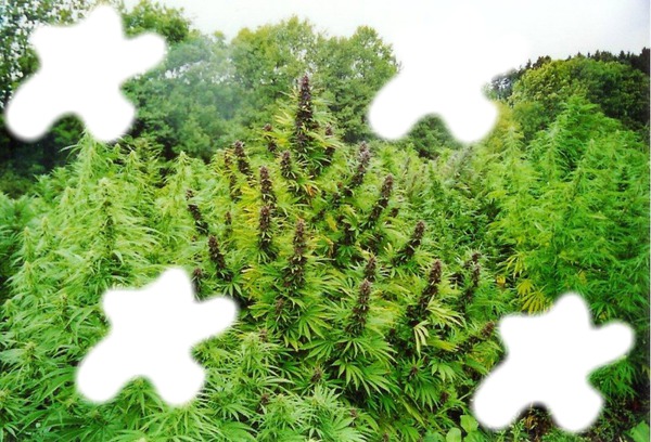 Légalize Marijuana Fotomontaż