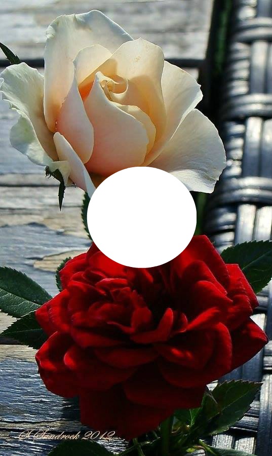 rosas Photomontage