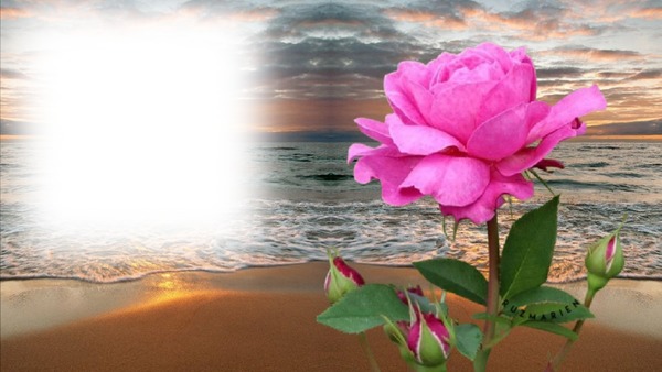 flores de playa Photomontage