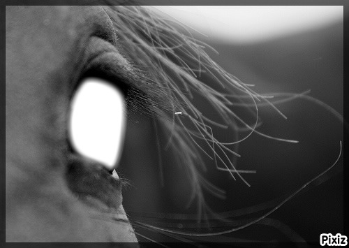 oeil d'un cheval Fotomontaggio