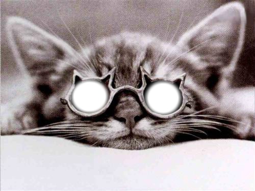 lunettes chat Fotómontázs
