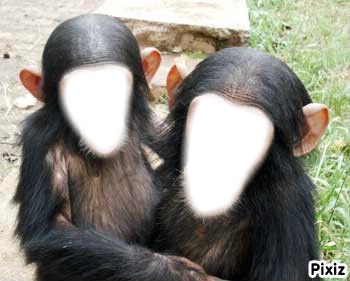 caras de chimpancé Fotomontaggio