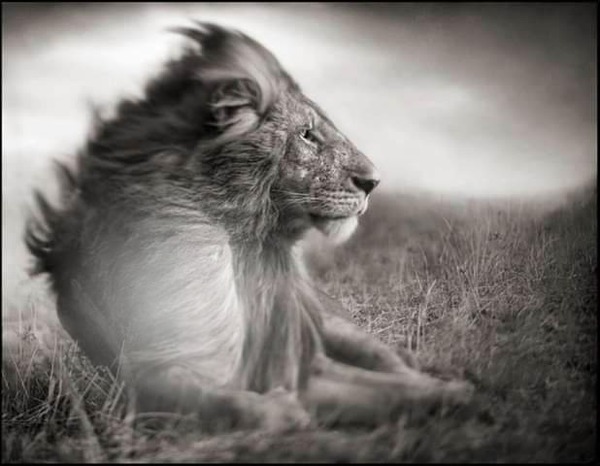 photo lion bouchiba djelfa algerie Fotomontaggio