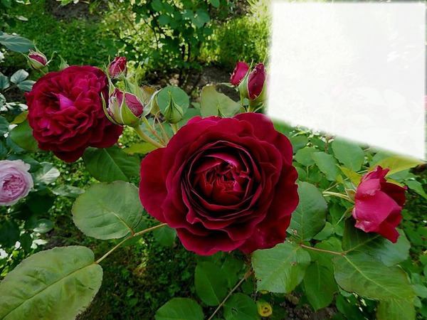 Les roses rouge Fotomontāža