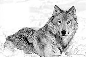 loup noir et blanc Фотомонтаж