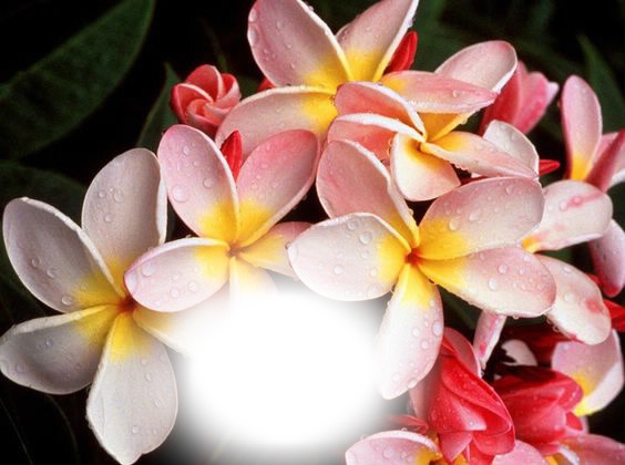 fleur de tahiti フォトモンタージュ