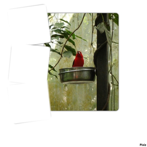 oiseau rouge Fotomontāža