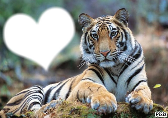 coeur de tigre Photo frame effect