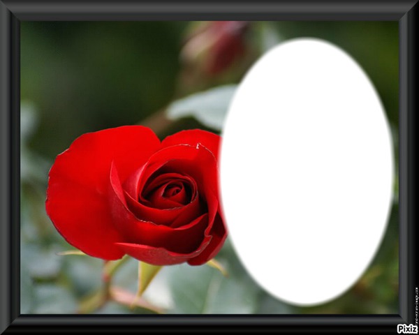 rose Fotomontaggio