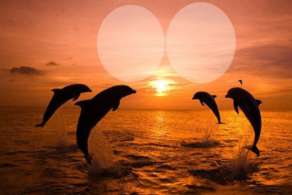 Atardecer y mar con delfines Montaje fotografico
