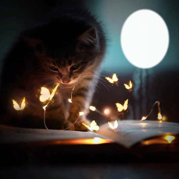 kitten an glow butterflies Фотомонтаж