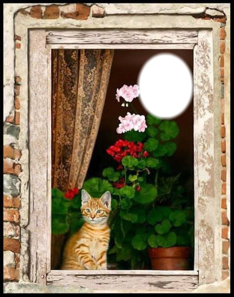 window kitty Fotomontage