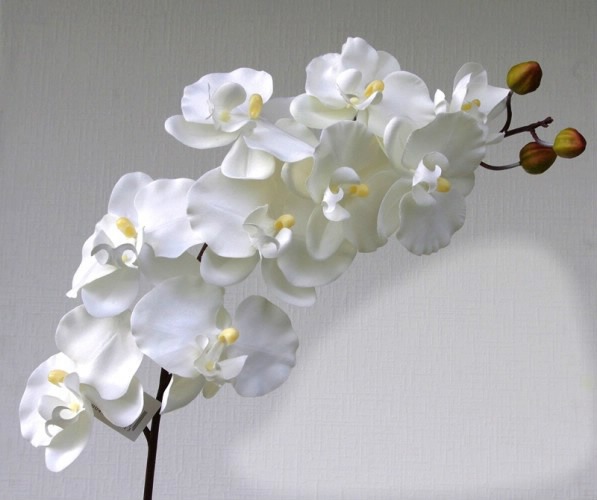 orchidées blanches Φωτομοντάζ
