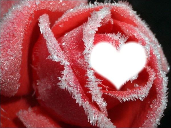 Rose en Coeur Photo frame effect