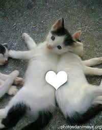 Chats-Coeur Montage photo
