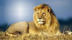 Lion king Photomontage