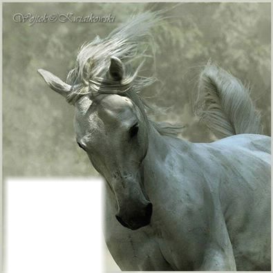 l homme et le cheval Fotoğraf editörü