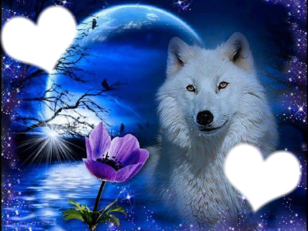 loup blanc Фотомонтажа