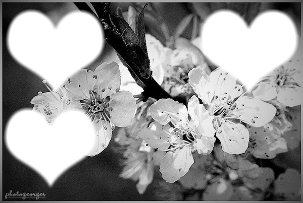 fleur noir & blanc Photomontage