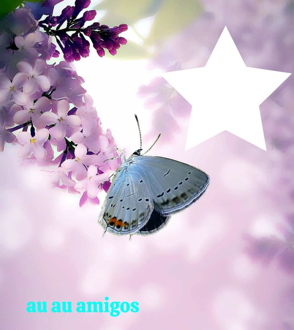 borboleta Fotomontaggio