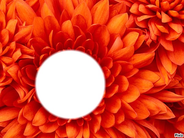 Fleur orange Fotomontage