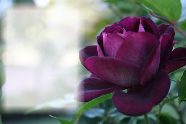Dark Red Rose Фотомонтажа