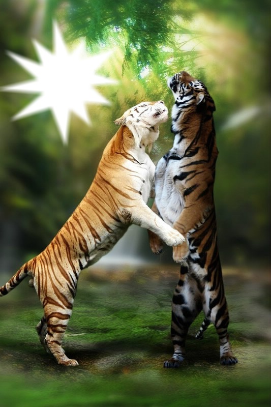 Tigres Фотомонтажа