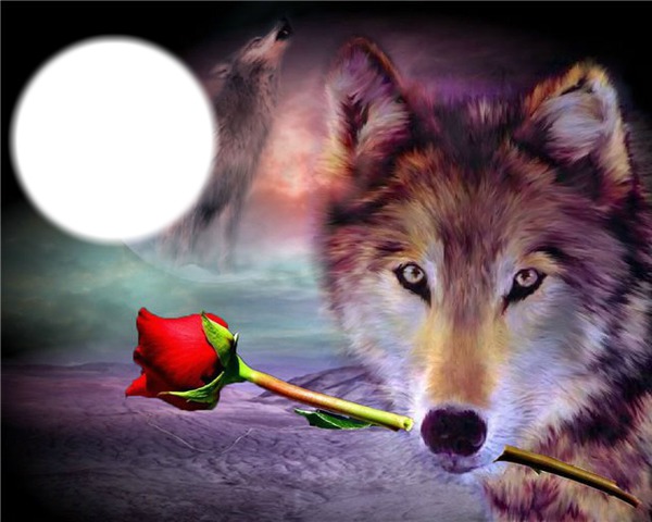 волк любовь Fotomontage
