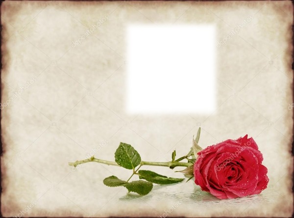 red rose Photomontage