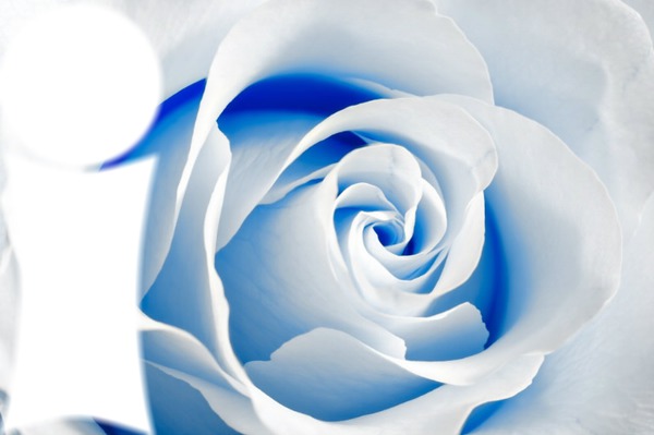 Fleur bleue Fotomontage