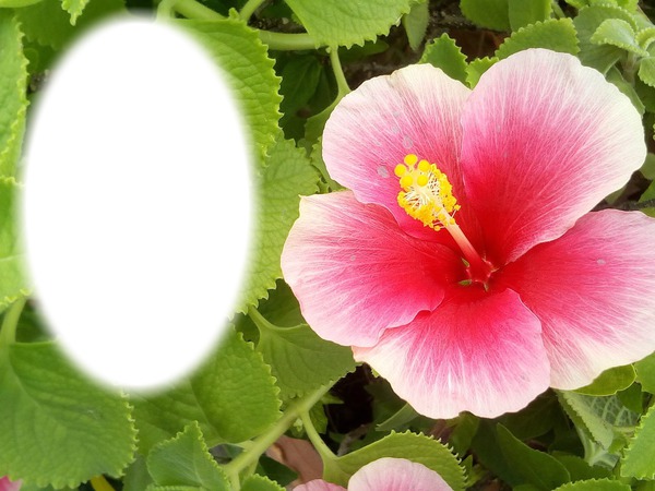 hibiscus Montaje fotografico