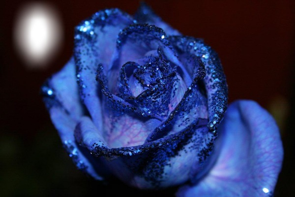 la rose bleu Photomontage