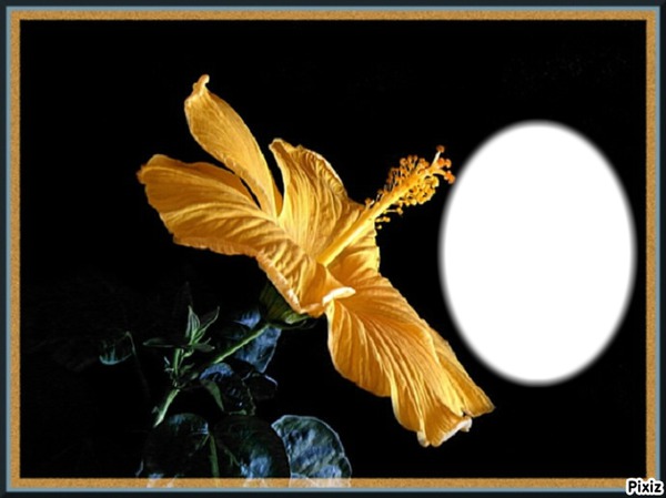 Flowers/* Photo frame effect