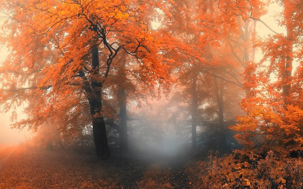 couleurs d'automne Фотомонтаж
