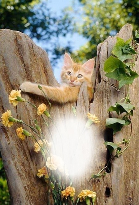 Cc lindo gatito Fotomontage