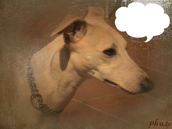 whippet à l'huile フォトモンタージュ