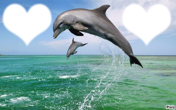 Cadre de dauphin Fotomontage