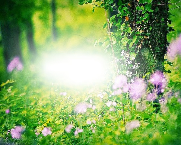 Nature fleurs Фотомонтаж