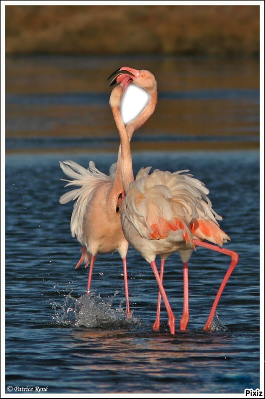 flamant rose Montage photo
