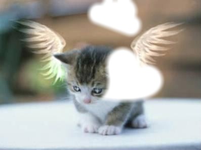 le chat-ange Fotomontagem