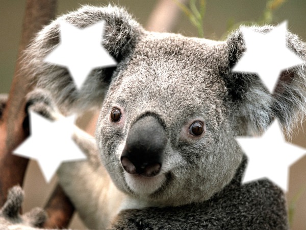 koala Fotomontaggio