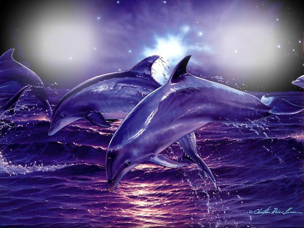 delfines 2 Photo frame effect