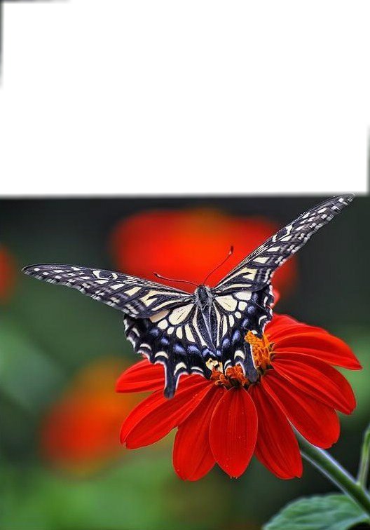gerbera papillon Fotomontasje