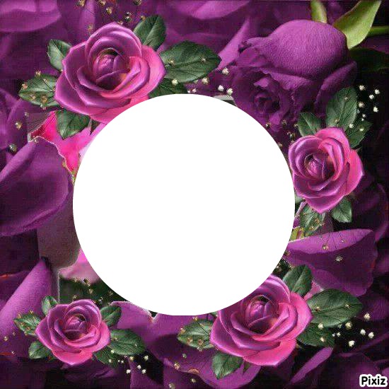 Anniversaire Roses mauves Photo frame effect