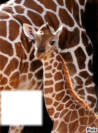 la girafe Fotomontáž