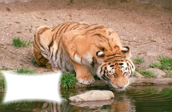 El Tigre Fotomontáž