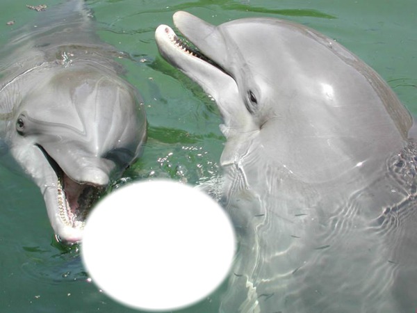 le dauphin Photomontage