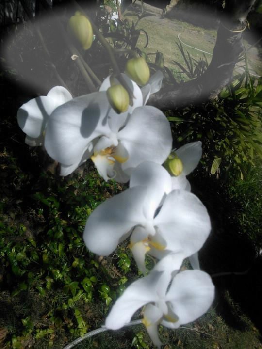 orquidéas de Dani 2 Montaje fotografico